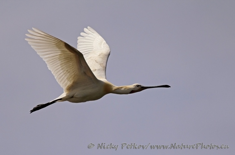 WildLife Photos of Birds, Spoonbills, Flamingos & others, Eurasian Spoonbill, Platalea leucorodia